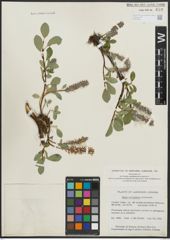 Foto von Salix arctophila Cockerell ex A. Heller